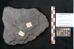 Foto (Objekt + Etikett) von Neuropteris sp.  (NHMW-GEO-2024-0188-10681)